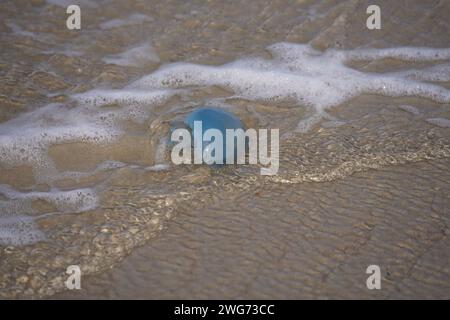 Toter Blaukohl am nassen Strand von Borkum im Herbst Stockfoto