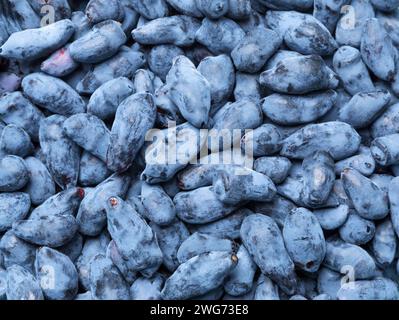 Geißblatt. Blaubeere. Frische, rohe Beeren. Sammlung. Geißblatt Hintergrund Textur Natur. Stockfoto