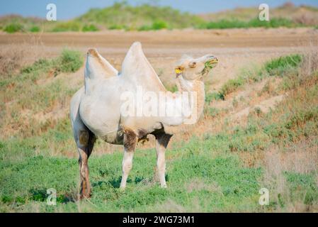 Ein anmutiges weißes Kamel in der Steppe spaziert und isst Gras Stockfoto