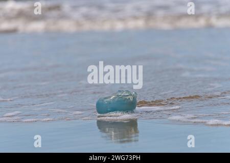 Toter Blaukohl am nassen Strand von Borkum im Herbst Stockfoto