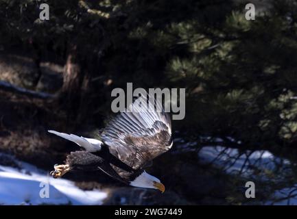 Weißkopfseeadler fischen im South Platte River Colorado Stockfoto