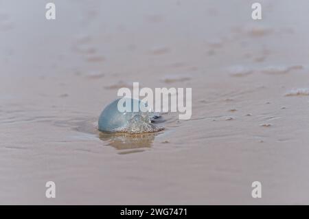 Toter Blaukohl am nassen Strand von Borkum im Herbst Stockfoto