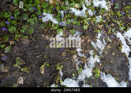 Straßenblumen, Blumensträucher, mehrjährige Pflanzen mit grünen, hellen Blättern nach dem Winter mit schmelzendem Schnee. Stockfoto