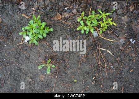 Straßenblumen, Blumensträucher, mehrjährige Pflanzen mit grünen, hellen Blättern nach dem Winter mit schmelzendem Schnee. Stockfoto
