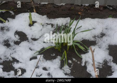 Straßenblumen, Blumensträucher, mehrjährige Pflanzen mit grünen, hellen Blättern nach dem Winter mit schmelzendem Schnee. Stockfoto