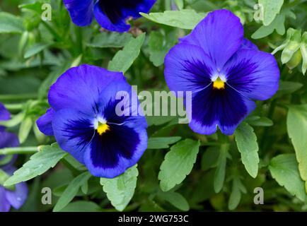 Viola Gartenblume. Stiefmütterchen Blumen in einem Garten Nahaufnahme. Frühlingsgarten Bratsche Trikolore Stockfoto