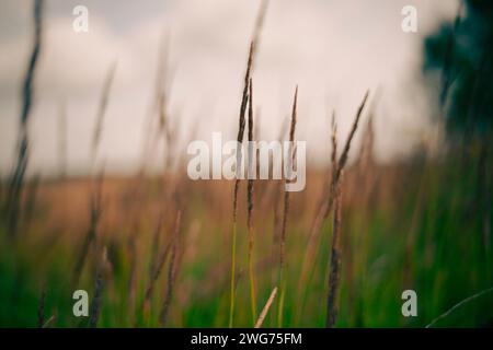 Nahaufnahme von hohem Gras auf einem Feld. Das Gras ist leuchtend grün und die einzelnen Klingen sind lang und schlank. Das Bild deutet auf ein Gefühl des Friedens hin, Stockfoto