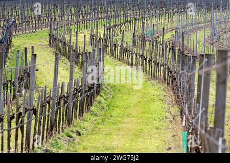 Weinberg im Frühling in der Wachau NÖ, Österreich Stockfoto