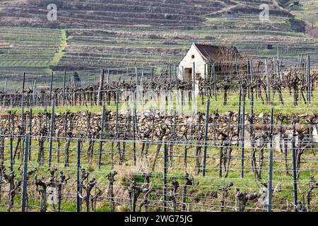 Weinberge im Frühling in Weißenkirchen der Wachau NÖ, Österreich Stockfoto