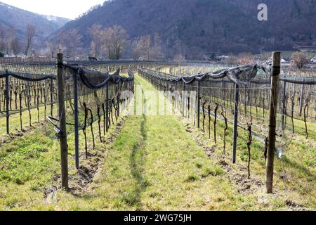 Weinberg im Frühling, Wachau NÖ, Österreich Stockfoto