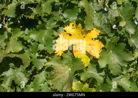 Weinrebe Im Spätsommer Stockfoto