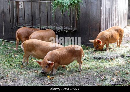 Kunekune, Neuseeländische Schweinerasse, Ferkel Stockfoto
