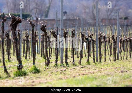 Weinberg im Frühling in der Wachau NÖ, Österreich Stockfoto