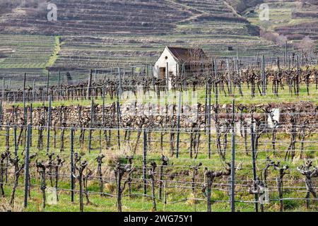 Weinberge im Frühling in Weißenkirchen der Wachau NÖ, Österreich Stockfoto