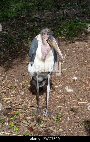 Marabu, Leptoptilos Crumeniferus Stockfoto