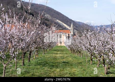 Marillenblüte in Schwallenbach in der Wachau NÖ, Österreich Stockfoto