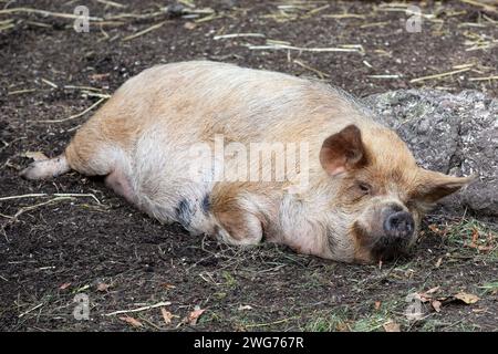 Kunekune, Neuseeländische Schweinerasse Stockfoto