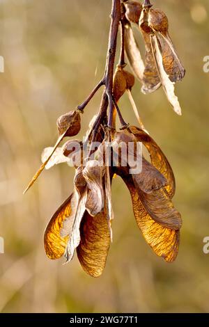 Sycamore (Acer pseudoplatanus), Nahaufnahme, die eine Gruppe der charakteristischen geflügelten Samen des Baumes zeigt, die von einer niedrigen Herbstsonne beleuchtet werden. Stockfoto