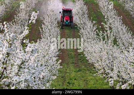 Traktor sprüht Insektizid in der Obstbauernwirtschaft Stockfoto