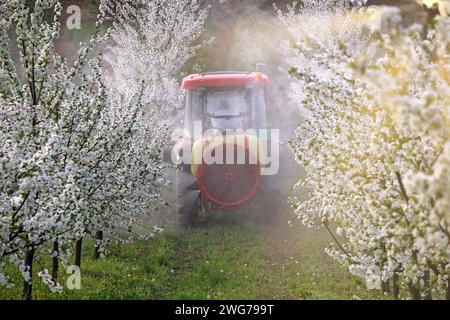 Traktor mit Zerstäuberspraygerät zum Sprühen von Pestiziden auf Kirschbaumplantagen im Frühjahr Stockfoto