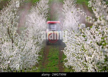 Traktor mit Zerstäuberspraygerät zum Sprühen von Pestiziden auf Kirschbaumplantagen im Frühling Stockfoto