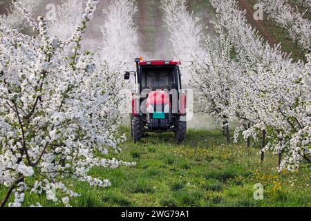 Traktor mit Zerstäuberspraygerät, das Pestizide auf Kirschbaumplantagen sprüht Stockfoto