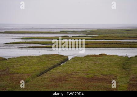 Wunderschöne grüne Meereslandschaft von Borkum im Herbst mit Vögeln Stockfoto