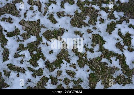 Sehr junges saftiges grünes Frühlingsgras unter schmelzendem Schnee und mit Lichtstrahlen, ein wunderschöner natürlicher Hintergrund. Stockfoto