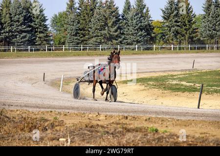 Pferdetratterrasse in Bewegung auf dem hippodrom Stockfoto