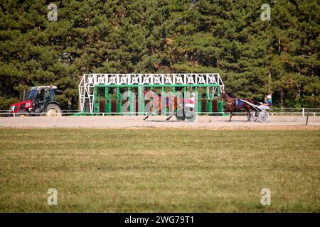 Pferdetratter brüten in Bewegung auf dem hippodrom, Pferderennen Stockfoto