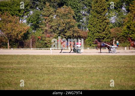 Pferdetratter brüten in Bewegung auf dem hippodrom Stockfoto