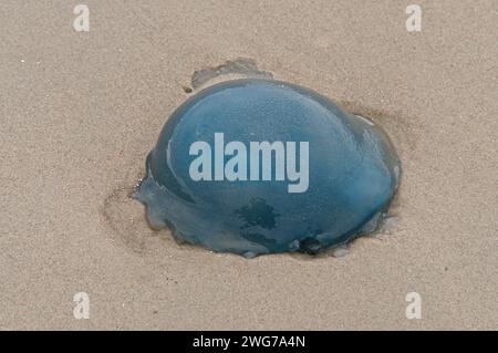 Toter Blaukohl am nassen Strand von Borkum im Herbst Stockfoto