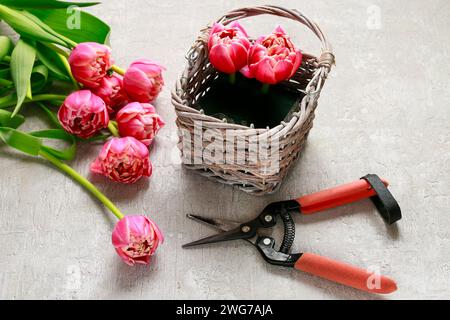 Wie Strauß Tulpen im Weidenkorb - Schritt für Schritt, Tutorial machen. Stockfoto