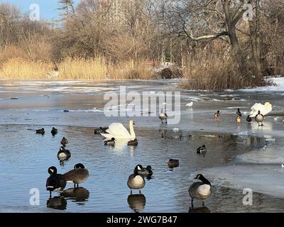 Gänse, Schwäne und Enten auf dem teilweise gefrorenen See im Prospect Park, Brooklyn, New Ork Stockfoto