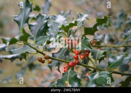 Zweig der Europäischen stechpalme mit Früchten Stockfoto