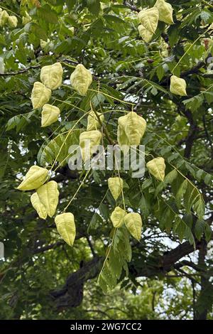 24.08.2023, Berlin, GER - Fruechte der Blasenesche. Aussen, Aussenaufnahme, Baum, Berlin, Blasenbaum, Blasenesche, Botanik, Botanik, Deutsch, Deutschland, Europa, europaeisch, Flora, Fruchtstand, Fruechte, Gewaechs, HF, Hochformat, Jahreszeit, Koelreuteria paniculata, Natur, niemand, Pflanze, Rispiger Blasenbaum, Seifenbaum, Seifenbaumgewaechs, Sommer, Westeuropa 230824D871BERLIN.JPG *** 24 08 2023, Berlin, GER Früchte der Blasenasche draußen, Outdoor Foto, Baum, Berlin, Blasenbaum, Blasenasche, Botanik, Botanik, Deutsch, Deutschland, Europa, europa, Flora, Obststand, Früchte, Erntegut, HF, Anschluss Stockfoto