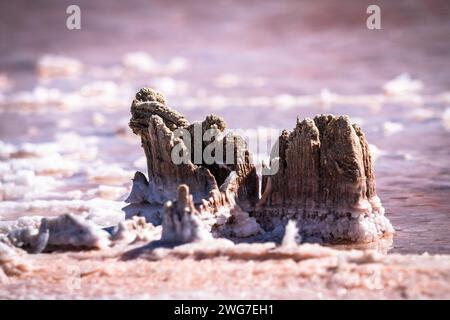 Kos, Griechenland, Saltlake Stockfoto