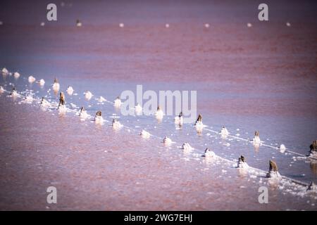 Kos, Griechenland, Saltlake Stockfoto