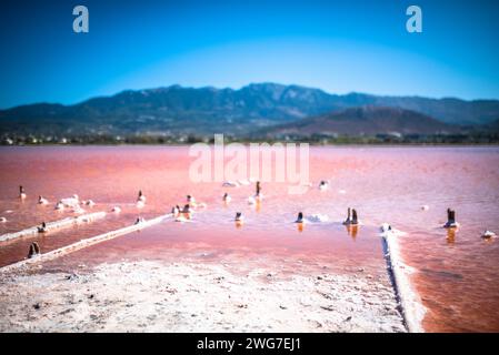 Kos, Griechenland, Saltlake Stockfoto