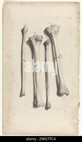 Anatomische Untersuchung der Tibia und der Fibula, Pieter van Gunst, nach Gerard de Lairesse, 1685 Print Anatomische Untersuchung der linken und rechten Sheenbeen und des linken und rechten Pennys. T. 104 oben rechts. Amsterdamer Papiergravur Tibia und Fibula, Knochen des Unterschenkels Stockfoto