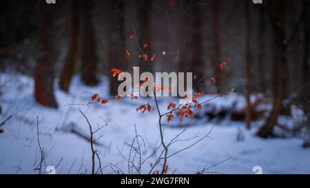 Magischer Winter und stimmungsvolle Landschaft. Gefrorene Bäume bedeckt mit weißem Schnee. Fantasy-Atmosphäre in Tschechien. Stockfoto