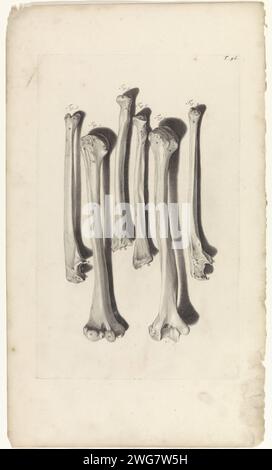 Anatomische Untersuchung der Armknochen, Pieter van Gunst, nach Gerard de Lairesse, 1685 Print Anatomische Untersuchung der Armknochen: Oben rechts mit der Nummer T 96. Amsterdamer Papiergravur der Wappenknochen. Humerus, Oberarmknochen. Radius und Ulna, Knochen des Unterarms Stockfoto