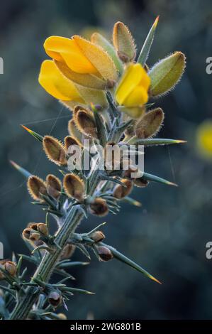 Ginster (Ulex europaeus), Fabaceae. Dornstrauch. Spontanpflanze, gelbe Blüte. Stockfoto