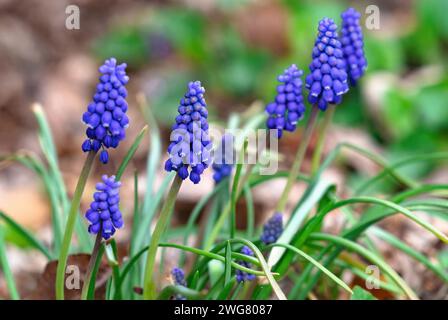 Birnen aus Traubenhyazinthe blühen in einem naturbelassenen Garten. Stockfoto