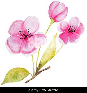 Handgezeichnete Aquarell-Vektor-Illustration Zeigt Eine Aprikosenzweig Mit Blumen Stock Vektor