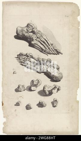 Anatomische Untersuchung der Fussknochen, Pieter van Gunst, nach Gerard de Lairesse, 1685 Print Anatomische Untersuchung des linken und rechten Fusses und der Fussknochen. T. 105 oben rechts. Amsterdamer Papiergravur / Ätzung Tarsus und Metatarsus, Teile des Fußes. Phalangen der Zehen Stockfoto