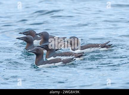 Brunnichs Guillemots schwimmen im Arktischen Ozean bei Alkefjellet auf den Svalbard-Inseln Stockfoto