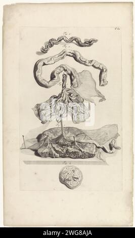 Anatomische Untersuchung der Nabelschnur und der Plazenta, Pieter van Gunst, nach Gerard de Lairesse, 1685 Print Anatomische Untersuchung der Nabelschnur und eines Plazentaquerschnitts. T. 60 oben rechts. Amsterdamer Papiergravur Plazenta. Das Schneiden der Nabelschnur Stockfoto