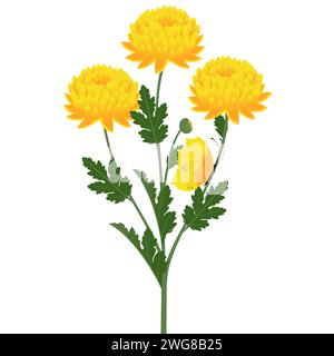 Strauß einer Chrysanthemen mit einem Schmetterling auf weißem Hintergrund. Stock Vektor
