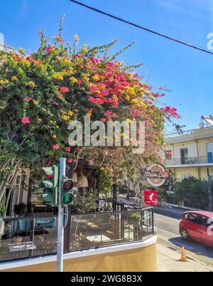 Rhodos - Griechenland - 2. Juli 2022: Gebäude Bougainvillea Blumen in Koskinou. Stockfoto